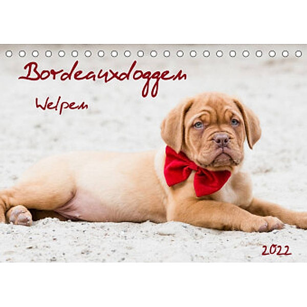Bordeauxdoggen Welpen (Tischkalender 2022 DIN A5 quer), Nicola Kassat Fotografie