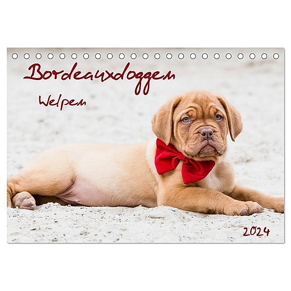 Bordeauxdoggen Welpen (Tischkalender 2024 DIN A5 quer), CALVENDO Monatskalender, Nicola Kassat Fotografie