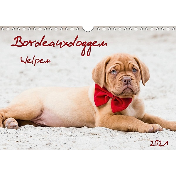 Bordeauxdoggen Welpen (Wandkalender 2021 DIN A4 quer), Nicola Kassat Fotografie