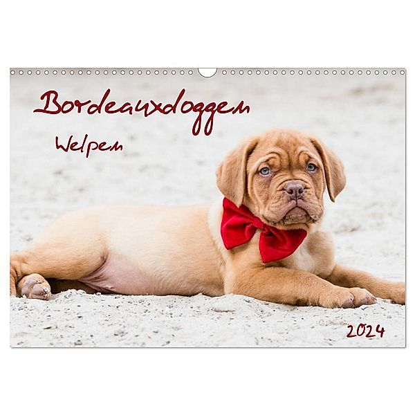 Bordeauxdoggen Welpen (Wandkalender 2024 DIN A3 quer), CALVENDO Monatskalender, Nicola Kassat Fotografie