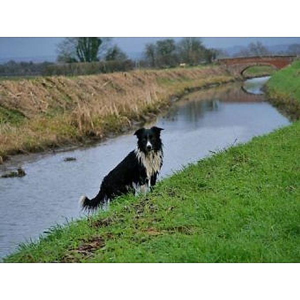 Border Collie - 200 Teile (Puzzle)