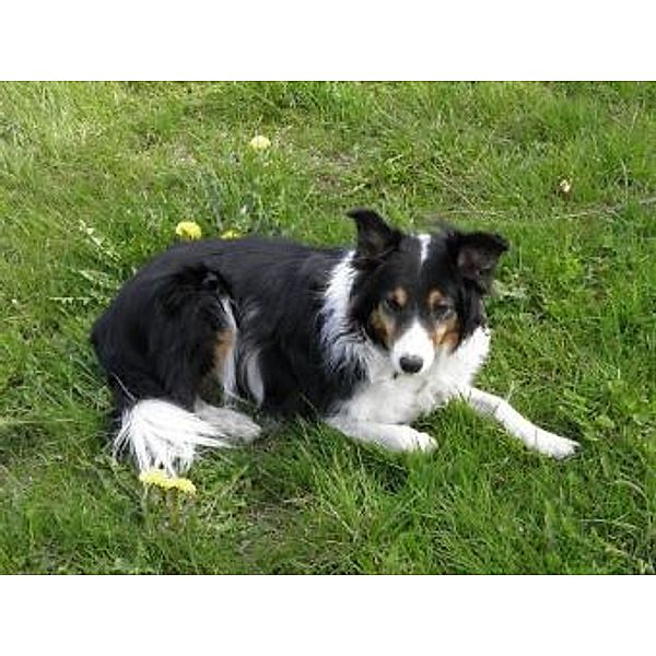 Border Collie - 200 Teile (Puzzle)