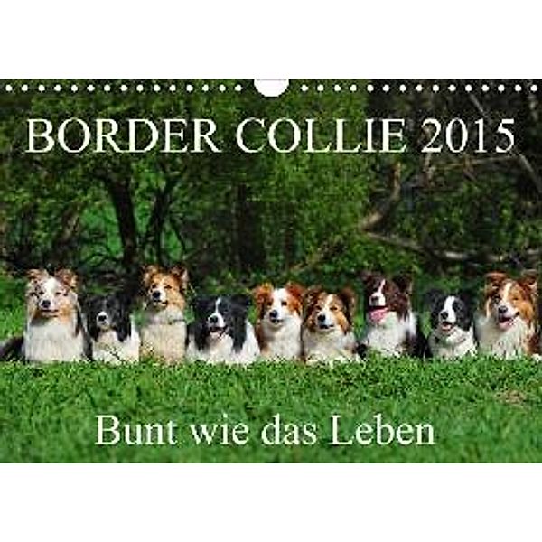 Border Collie 2015 (Wandkalender 2015 DIN A4 quer), Sigrid Starick