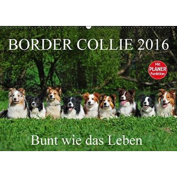 Border Collie 2016 (Wandkalender 2016 DIN A2 quer), Sigrid Starick