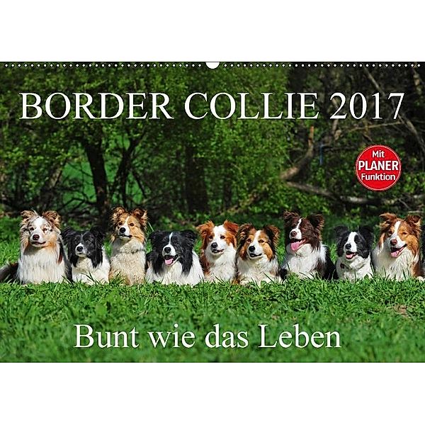 Border Collie 2017 (Wandkalender 2017 DIN A2 quer), Sigrid Starick