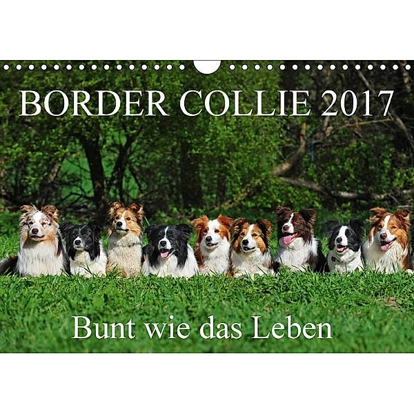 Border Collie 2017 (Wandkalender 2017 DIN A4 quer), Sigrid Starick