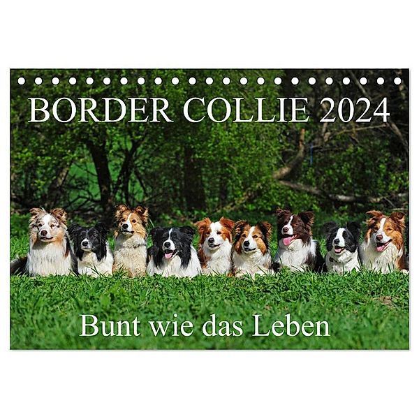 Border Collie 2024 (Tischkalender 2024 DIN A5 quer), CALVENDO Monatskalender, Sigrid Starick