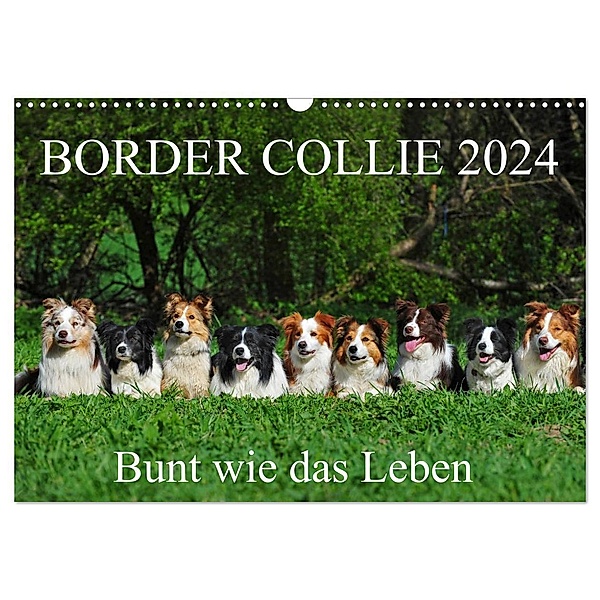 Border Collie 2024 (Wandkalender 2024 DIN A3 quer), CALVENDO Monatskalender, Sigrid Starick