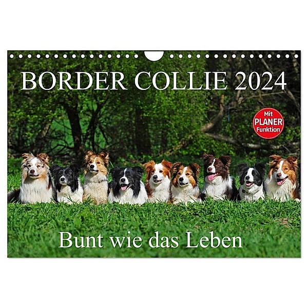 Border Collie 2024 (Wandkalender 2024 DIN A4 quer), CALVENDO Monatskalender, Sigrid Starick