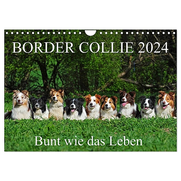 Border Collie 2024 (Wandkalender 2024 DIN A4 quer), CALVENDO Monatskalender, Sigrid Starick