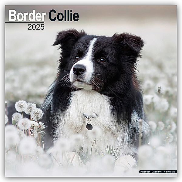 Border Collie 2025 - 16-Monatskalender, Avonside Publishing Ltd