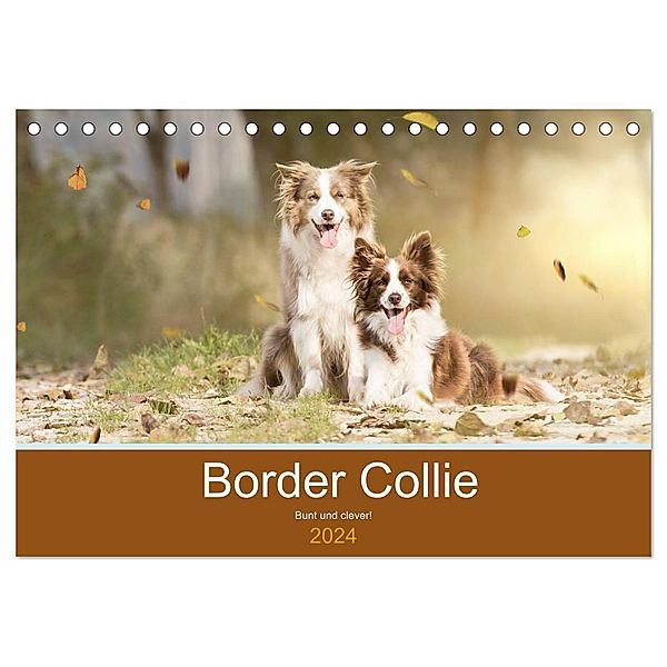 Border Collie - Bunt und clever! (Tischkalender 2024 DIN A5 quer), CALVENDO Monatskalender, Andrea Mayer Tierfotografie