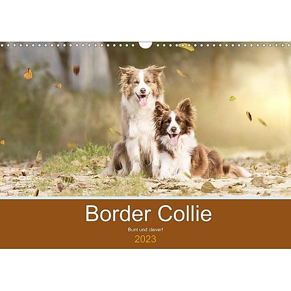 Border Collie - Bunt und clever! (Wandkalender 2023 DIN A3 quer), Andrea Mayer Tierfotografie