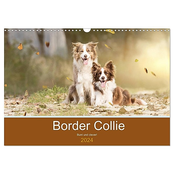 Border Collie - Bunt und clever! (Wandkalender 2024 DIN A3 quer), CALVENDO Monatskalender, Andrea Mayer Tierfotografie