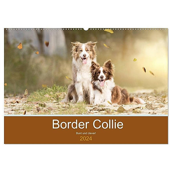 Border Collie - Bunt und clever! (Wandkalender 2024 DIN A2 quer), CALVENDO Monatskalender, Andrea Mayer Tierfotografie