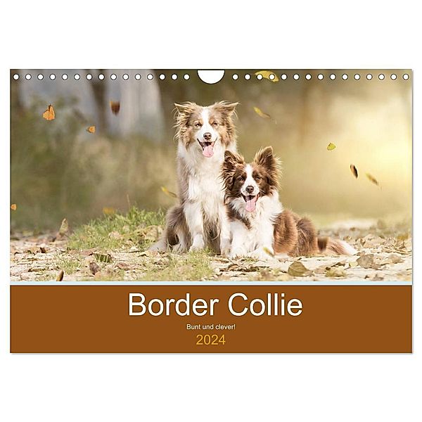 Border Collie - Bunt und clever! (Wandkalender 2024 DIN A4 quer), CALVENDO Monatskalender, Andrea Mayer Tierfotografie