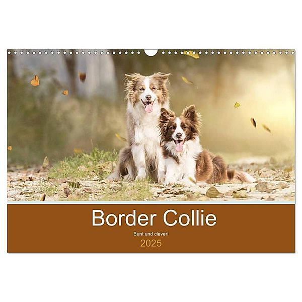 Border Collie - Bunt und clever! (Wandkalender 2025 DIN A3 quer), CALVENDO Monatskalender, Calvendo, Andrea Mayer Tierfotografie