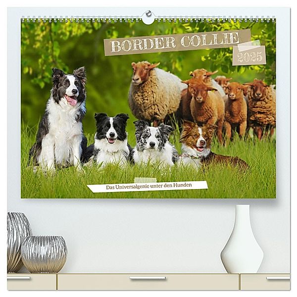Border Collie - Das Universalgenie unter den Hunden (hochwertiger Premium Wandkalender 2025 DIN A2 quer), Kunstdruck in Hochglanz, Calvendo, Sigrid Starick