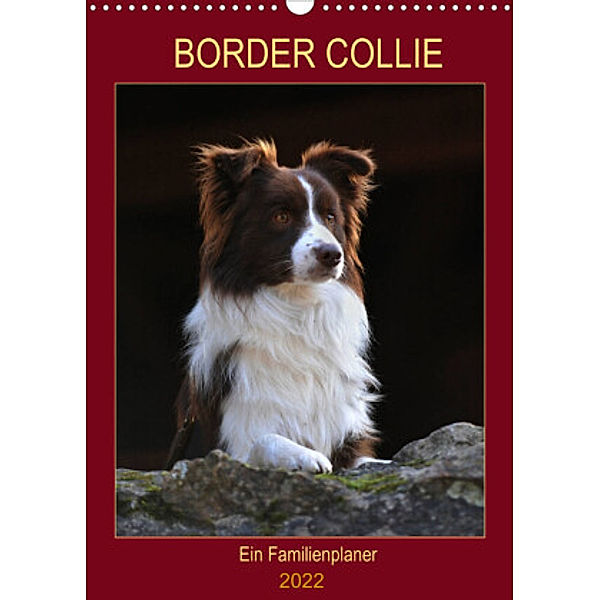 Border Collie - Ein Familienplaner (Wandkalender 2022 DIN A3 hoch), Sigrid Starick