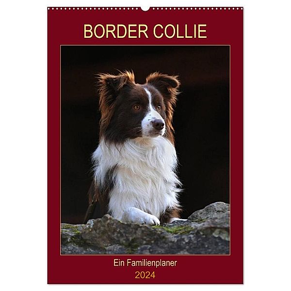 Border Collie - Ein Familienplaner (Wandkalender 2024 DIN A2 hoch), CALVENDO Monatskalender, Sigrid Starick