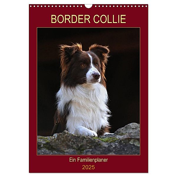Border Collie - Ein Familienplaner (Wandkalender 2025 DIN A3 hoch), CALVENDO Monatskalender, Calvendo, Sigrid Starick