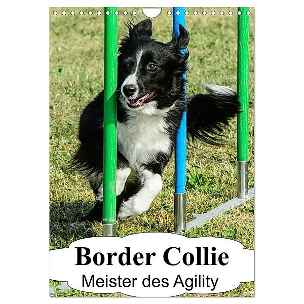 Border Collie Meister des Agility (Wandkalender 2024 DIN A4 hoch), CALVENDO Monatskalender, Homwico