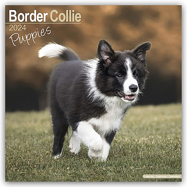 Border Collie Puppies - Border Collie Welpen 2024 - 16-Monatskalender, Avonside Publishing Ltd