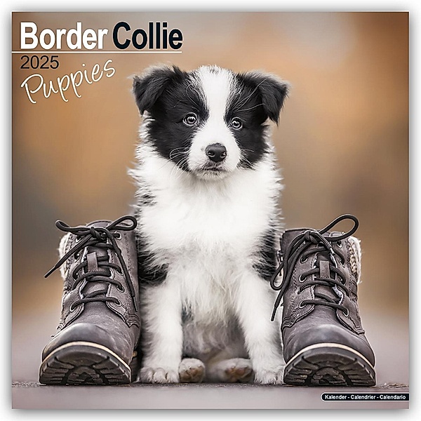 Border Collie Puppies - Border Collie Welpen 2025 - 16-Monatskalender, Avonside Publishing Ltd