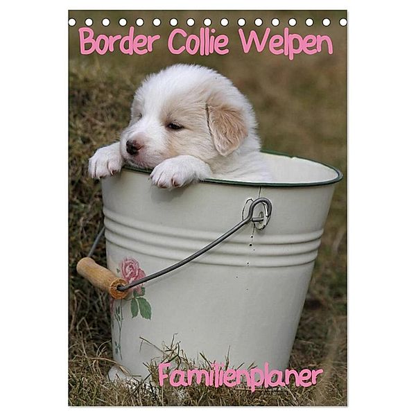 Border Collie Welpen - Familienplaner (Tischkalender 2024 DIN A5 hoch), CALVENDO Monatskalender, Antje Lindert-Rottke