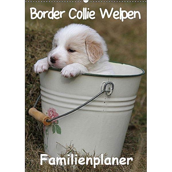Border Collie Welpen - Familienplaner (Wandkalender 2019 DIN A2 hoch), Antje Lindert-Rottke