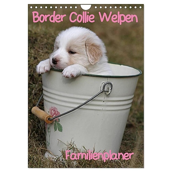 Border Collie Welpen - Familienplaner (Wandkalender 2024 DIN A4 hoch), CALVENDO Monatskalender, Antje Lindert-Rottke