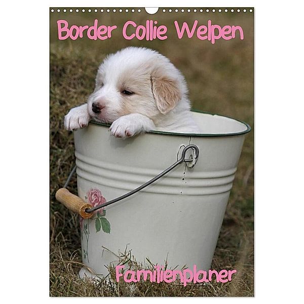 Border Collie Welpen - Familienplaner (Wandkalender 2024 DIN A3 hoch), CALVENDO Monatskalender, Antje Lindert-Rottke