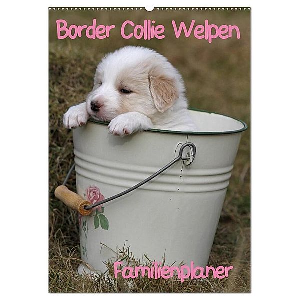 Border Collie Welpen - Familienplaner (Wandkalender 2024 DIN A2 hoch), CALVENDO Monatskalender, Antje Lindert-Rottke