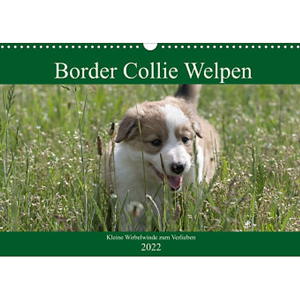 Border Collie Welpen - Kleine Wirbelwinde zum Verlieben (Wandkalender 2022 DIN A3 quer), Volko Neitmann