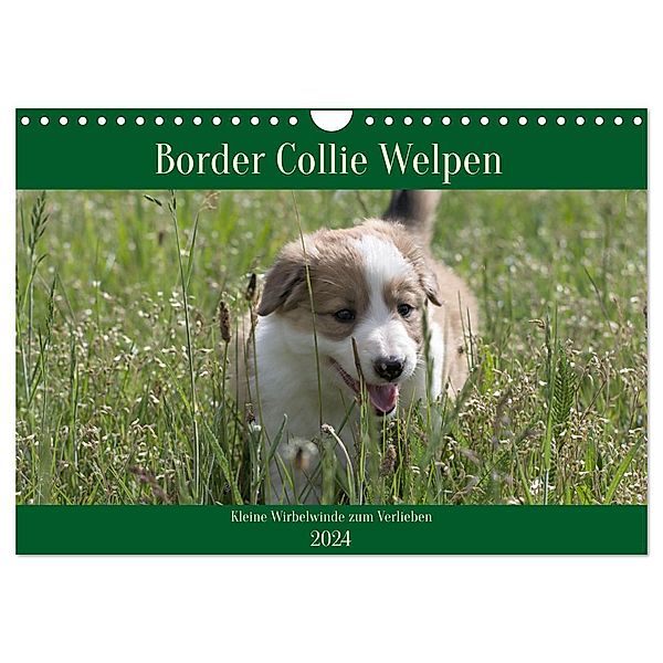 Border Collie Welpen - Kleine Wirbelwinde zum Verlieben (Wandkalender 2024 DIN A4 quer), CALVENDO Monatskalender, Volko Neitmann