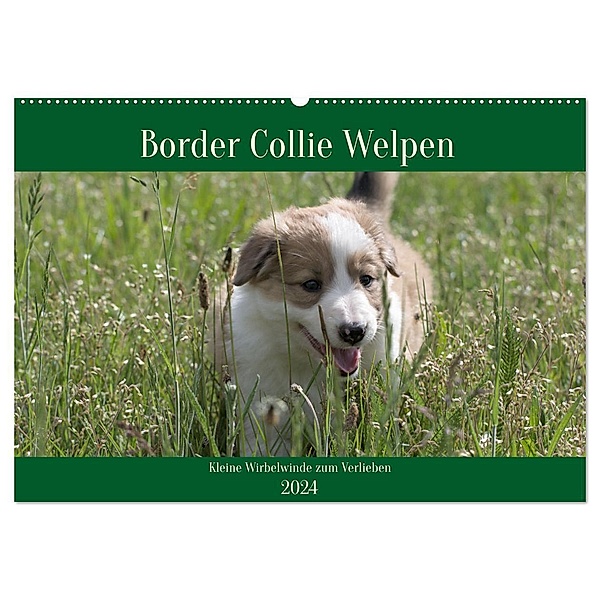 Border Collie Welpen - Kleine Wirbelwinde zum Verlieben (Wandkalender 2024 DIN A2 quer), CALVENDO Monatskalender, Volko Neitmann