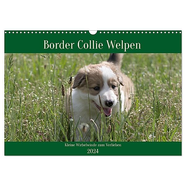 Border Collie Welpen - Kleine Wirbelwinde zum Verlieben (Wandkalender 2024 DIN A3 quer), CALVENDO Monatskalender, Volko Neitmann