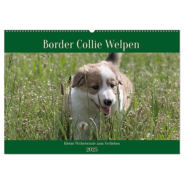 Border Collie Welpen - Kleine Wirbelwinde zum Verlieben (Wandkalender 2025 DIN A2 quer), CALVENDO Monatskalender, Calvendo, Volko Neitmann