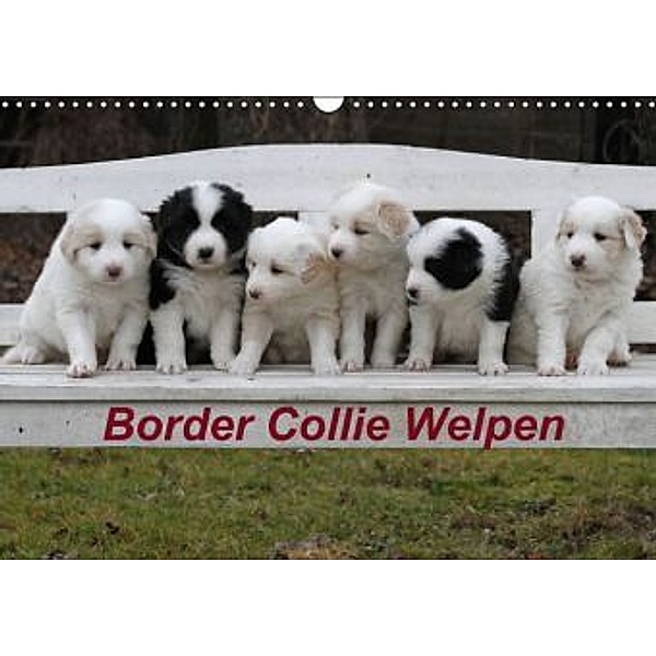 Border Collie Welpen (Wandkalender 2015 DIN A3 quer), Antje Lindert-Rottke