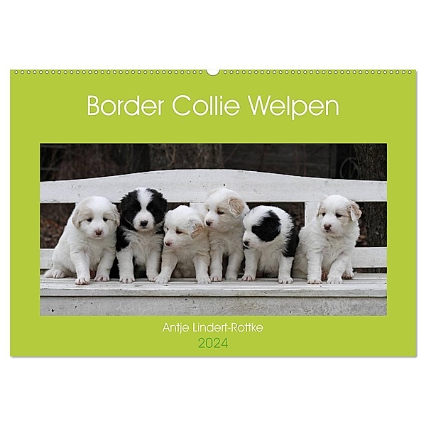 Border Collie Welpen (Wandkalender 2024 DIN A2 quer), CALVENDO Monatskalender, Antje Lindert-Rottke