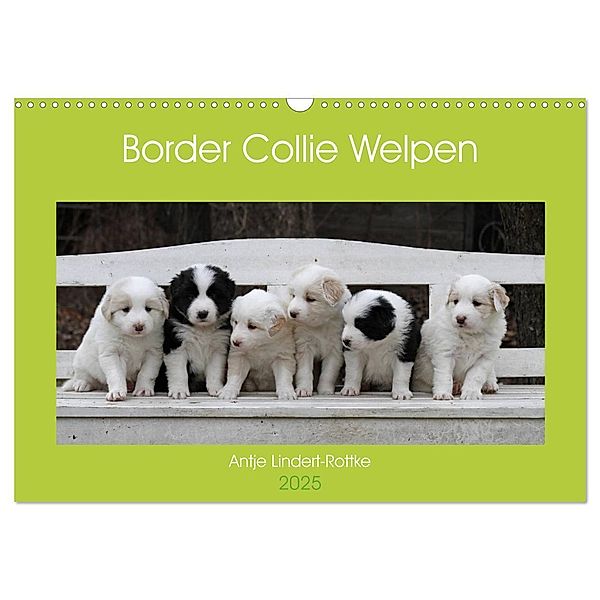 Border Collie Welpen (Wandkalender 2025 DIN A3 quer), CALVENDO Monatskalender, Calvendo, Antje Lindert-Rottke