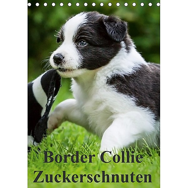 Border Collie Zuckerschnuten (Tischkalender 2019 DIN A5 hoch), Andrea Mayer