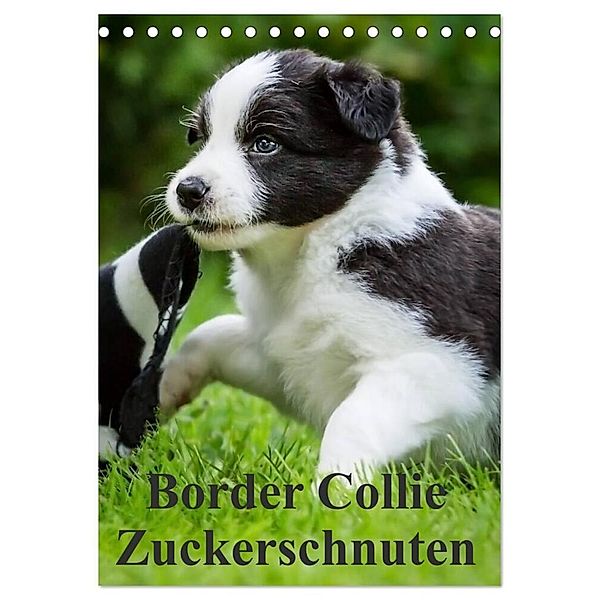 Border Collie Zuckerschnuten (Tischkalender 2024 DIN A5 hoch), CALVENDO Monatskalender, Andrea Mayer