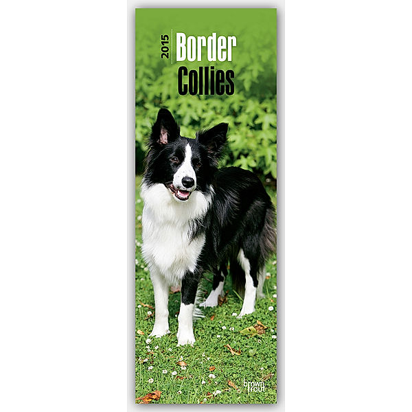 Border Collies 2015