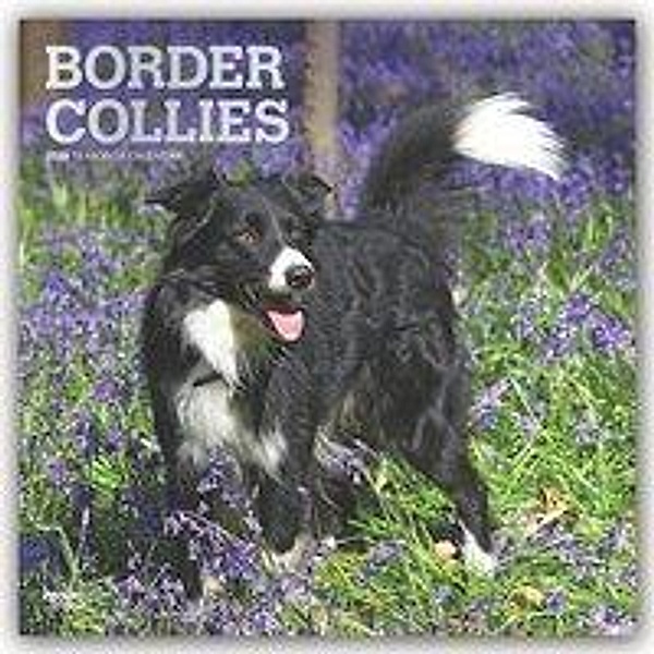Border Collies 2020, BrownTrout Publisher