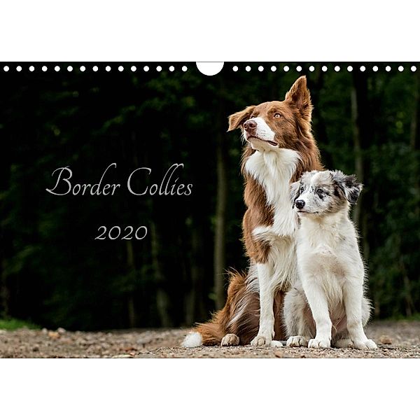 Border Collies 2020 (Wandkalender 2020 DIN A4 quer), Christine Hemlep