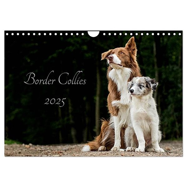 Border Collies 2025 (Wandkalender 2025 DIN A4 quer), CALVENDO Monatskalender, Calvendo, Christine Hemlep