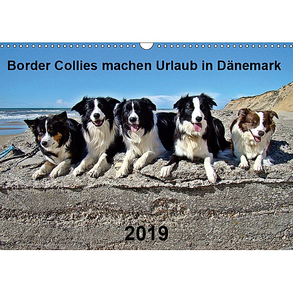 Border Collies machen Urlaub in Dänemark (Wandkalender 2019 DIN A3 quer), Eva Busch