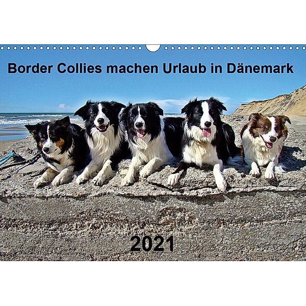 Border Collies machen Urlaub in Dänemark (Wandkalender 2021 DIN A3 quer), Eva Busch