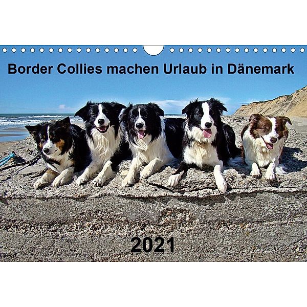 Border Collies machen Urlaub in Dänemark (Wandkalender 2021 DIN A4 quer), Eva Busch